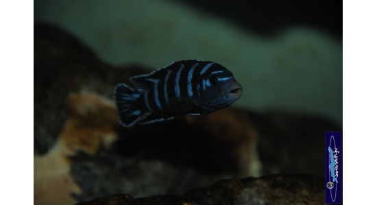 Pseudotropheus demasoni Pombo rock 7 Cichlides Africains du lac Malawi Mbuna herbivore 35ème Méridien Vosges