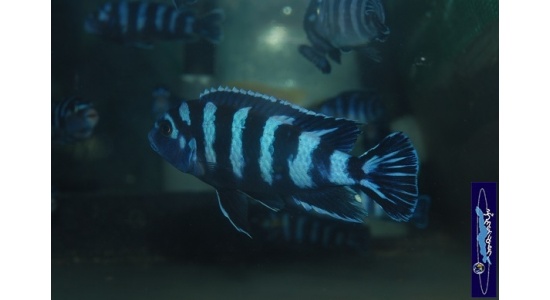 Pseudotropheus demasoni Pombo rock 8 Cichlides Africains du lac Malawi Mbuna herbivore 35ème Méridien Vosges