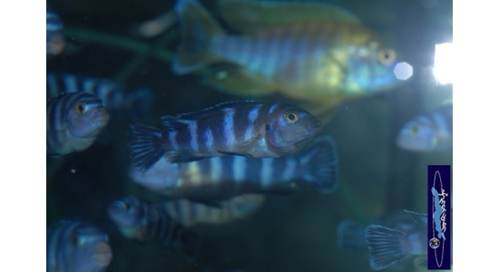 Pseudotropheus demasoni Pombo rock 9 Cichlides Africains du lac Malawi Mbuna herbivore 35ème Méridien Vosges