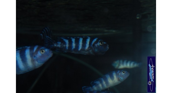 Pseudotropheus demasoni Pombo rock 10 Cichlides Africains du lac Malawi Mbuna herbivore 35ème Méridien Vosges