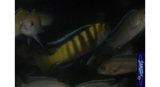 Pseudotropheus flavus Chinyankwazi 3 Cichlides Africains du lac Malawi herbivore 35ème Méridien