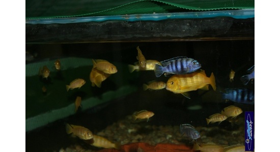 Pseudotropheus saulosi Taiwan reef 6 Cichlides Africains du lac Malawi Mbuna herbivore 35ème Méridien