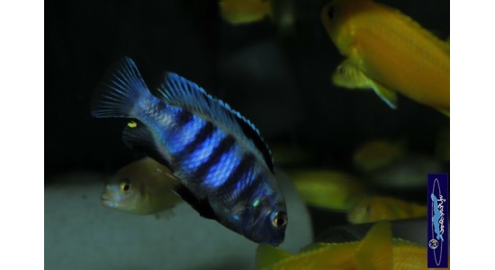 Pseudotropheus saulosi Taiwan reef 1 Cichlides Africains du lac Malawi Mbuna herbivore 35ème Méridien