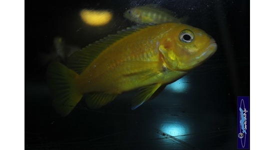 Pseudotropheus saulosi Taiwan reef 2 Cichlides Africains du lac Malawi Mbuna herbivore 35ème Méridien