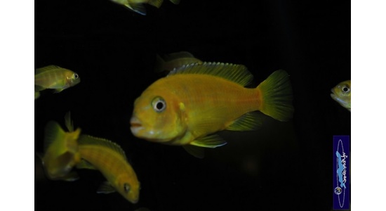 Pseudotropheus saulosi Taiwan reef 3 Cichlides Africains du lac Malawi Mbuna herbivore 35ème Méridien