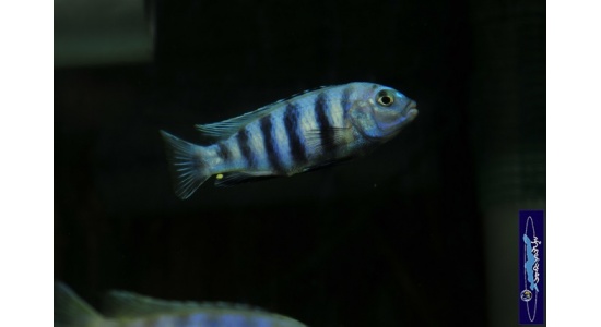 Pseudotropheus saulosi Taiwan reef 4 Cichlides Africains du lac Malawi Mbuna herbivore 35ème Méridien