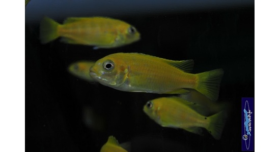 Pseudotropheus saulosi Taiwan reef 5 Cichlides Africains du lac Malawi Mbuna herbivore 35ème Méridien