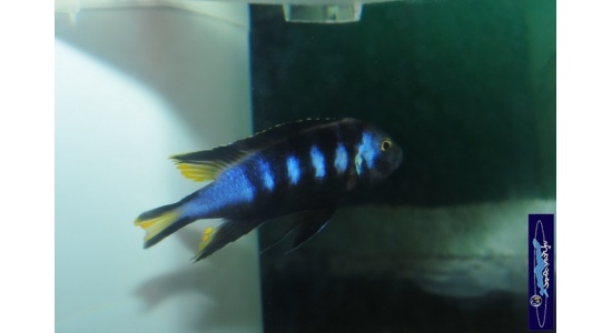 pseudospelongatuschewere