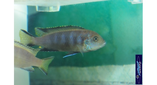 pseudospelongatuschewere1