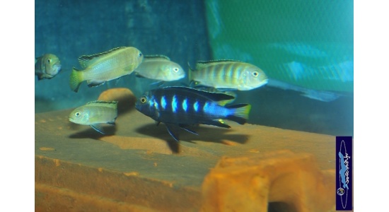 pseudospelongatuschewere10