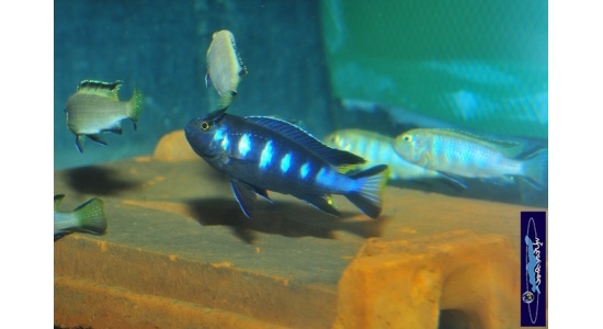 pseudospelongatuschewere12