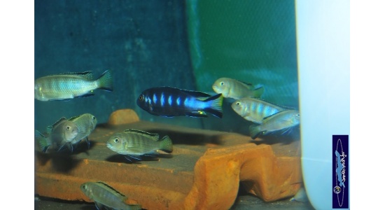 pseudospelongatuschewere13