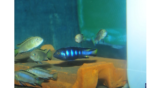 pseudospelongatuschewere15