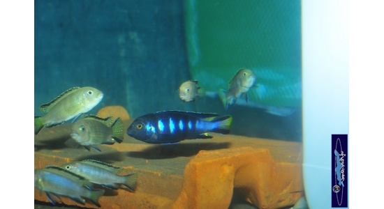 pseudospelongatuschewere15 4245260