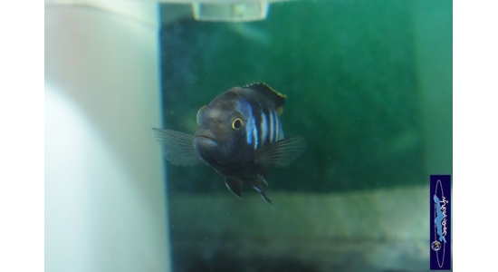 pseudospelongatuschewere4