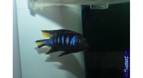 pseudospelongatuschewere6