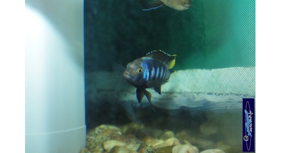 pseudospelongatuschewere7