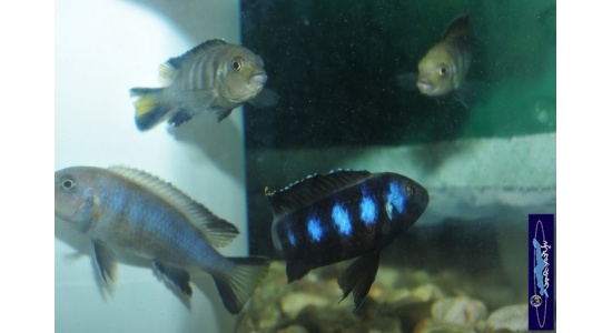 pseudospelongatuschewere8