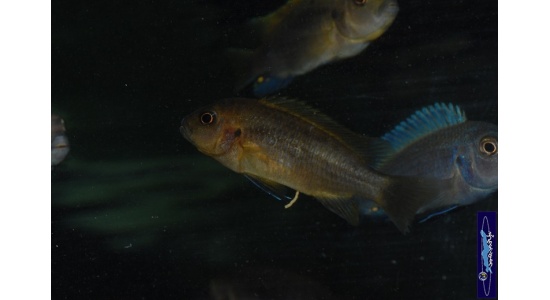 Pseudotropheus sp.polit Lion's cove 3 Cichlides Africains du lac Malawi herbivore 35ème Méridien