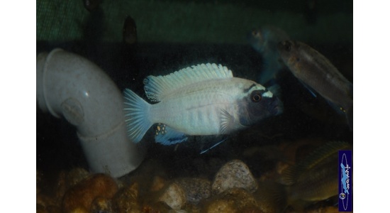 Pseudotropheus sp.polit Lion's cove 4 Cichlides Africains du lac Malawi herbivore 35ème Méridien