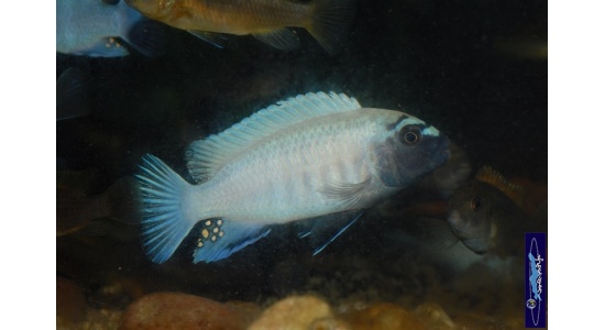 Pseudotropheus sp.polit Lion's cove 5 Cichlides Africains du lac Malawi herbivore 35ème Méridien