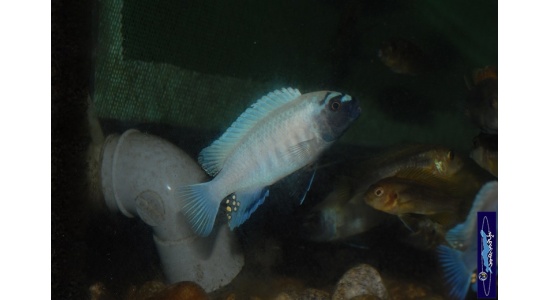 Pseudotropheus sp.polit Lion's cove 6 Cichlides Africains du lac Malawi herbivore 35ème Méridien