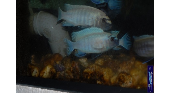 Pseudotropheus sp.polit Lion's cove 7 Cichlides Africains du lac Malawi herbivore 35ème Méridien