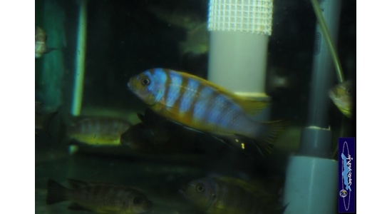 Pseudotropheus sp.zebra long pelvic Chesese 2 Cichlides Africains du lac Malawi Mbuna herbivore 35ème Méridien Vosges