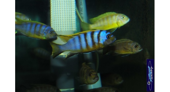 Pseudotropheus sp.zebra long pelvic Chesese 7 Cichlides Africains du lac Malawi Mbuna herbivore 35ème Méridien Vosges