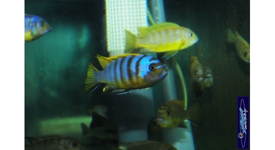 Pseudotropheus sp.zebra long pelvic Chesese 8 Cichlides Africains du lac Malawi Mbuna herbivore 35ème Méridien Vosges