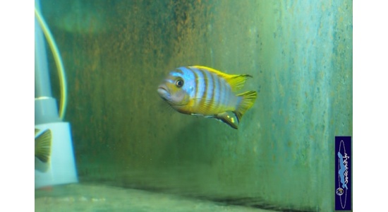 Pseudotropheus sp.zebra long pelvic Chesese 1 Cichlides Africains du lac Malawi Mbuna herbivore 35ème Méridien Vosges