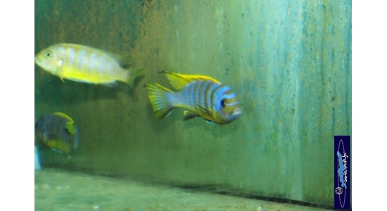 Pseudotropheus sp.zebra long pelvic Chesese 9 Cichlides Africains du lac Malawi Mbuna herbivore 35ème Méridien Vosges