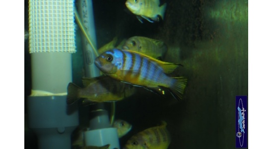 Pseudotropheus sp.zebra long pelvic Chesese 10 Cichlides Africains du lac Malawi Mbuna herbivore 35ème Méridien Vosges