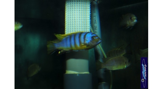 Pseudotropheus sp.zebra long pelvic Chesese 11 Cichlides Africains du lac Malawi Mbuna herbivore 35ème Méridien Vosges