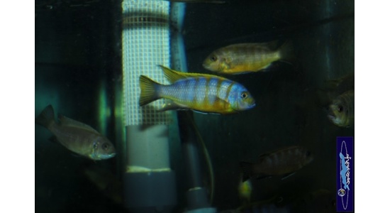 Pseudotropheus sp.zebra long pelvic Chesese 3 Cichlides Africains du lac Malawi Mbuna herbivore 35ème Méridien Vosges