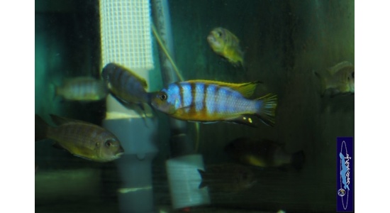 Pseudotropheus sp.zebra long pelvic Chesese 4 Cichlides Africains du lac Malawi Mbuna herbivore 35ème Méridien Vosges