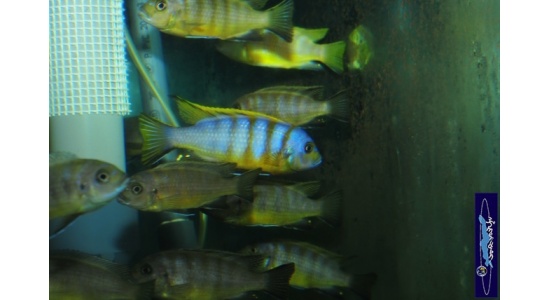 Pseudotropheus sp.zebra long pelvic Chesese 5 Cichlides Africains du lac Malawi Mbuna herbivore 35ème Méridien Vosges