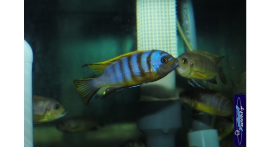 Pseudotropheus sp.zebra long pelvic Chesese 6 Cichlides Africains du lac Malawi Mbuna herbivore 35ème Méridien Vosges