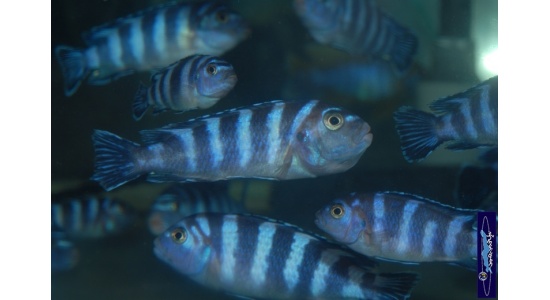 Pseudotropheus demasoni Pombo rock 2 Cichlides Africains du lac Malawi Mbuna herbivore 35ème Méridien Vosges