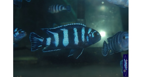 Pseudotropheus demasoni Pombo rock 1 Cichlides Africains du lac Malawi Mbuna herbivore 35ème Méridien Vosges