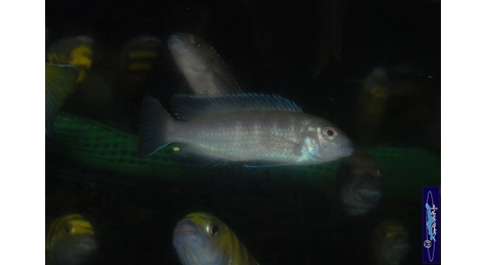 Pseudotropheus flavus Chinyankwazi 2 Cichlides Africains du lac Malawi herbivore 35ème Méridien