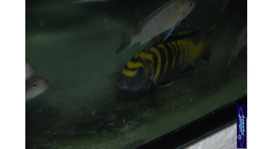 Pseudotropheus flavus Chinyankwazi 1 Cichlides Africains du lac Malawi herbivore 35ème Méridien