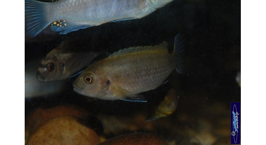 Pseudotropheus sp.polit Lion's cove 2 Cichlides Africains du lac Malawi herbivore 35ème Méridien