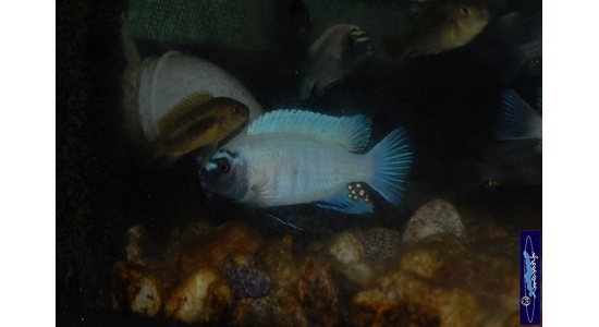 Pseudotropheus sp.polit Lion's cove 1 Cichlides Africains du lac Malawi herbivore 35ème Méridien