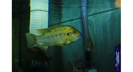 Pseudotropheus sp.williamsi north Makonde 2 Cichlides Africains du lac Malawi Mbuna herbivore 35ème Méridien Vosges