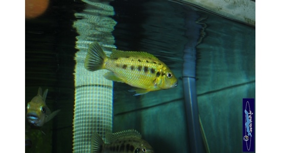 Pseudotropheus sp.williamsi north Makonde 3 Cichlides Africains du lac Malawi Mbuna herbivore 35ème Méridien Vosges