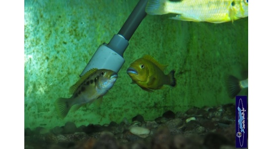 Pseudotropheus sp.williamsi north Makonde 12 Cichlides Africains du lac Malawi Mbuna herbivore 35ème Méridien Vosges