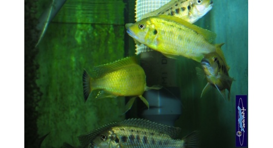 Pseudotropheus sp.williamsi north Makonde 5 Cichlides Africains du lac Malawi Mbuna herbivore 35ème Méridien Vosges