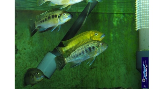 Pseudotropheus sp.williamsi north Makonde 6 Cichlides Africains du lac Malawi Mbuna herbivore 35ème Méridien Vosges