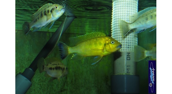 Pseudotropheus sp.williamsi north Makonde 1 Cichlides Africains du lac Malawi Mbuna herbivore 35ème Méridien Vosges